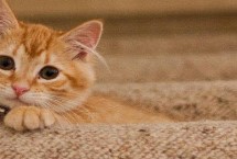 诱发猫咪哮喘病发的过敏原，可通过x光线检查、全血细胞计数检查等