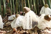 竹荪和羊肚菌的区别，科属、外观和生长环境均不同