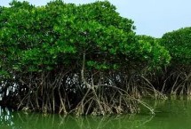 红树林分布在哪，可固定植株、吸收氧气