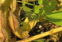 渝鲜豆4号大豆栽培技术要点，结荚后期注意防治炭疽病