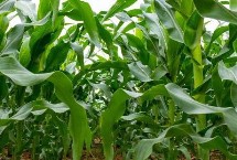 沃科华德3号玉米栽培技术要点，适宜播期4月下旬到5月上旬