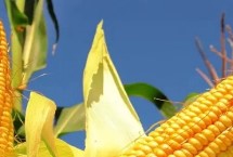 科美亚7号玉米栽培技术要点，适宜播期4月下旬至5月上旬