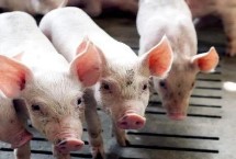 仔猪低温不食的原因，可注射樟脑磺酸钠