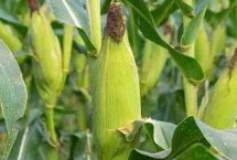 达糯19玉米栽培技术要点，注意防治丝黑穗病