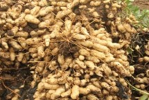 常见的花生品种，辽宁和山东等地为主产区