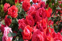 月季花花期是什么时候，有自由精神、红色龙沙宝石等