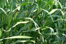 农发188玉米栽培技术要点，中抗茎腐病