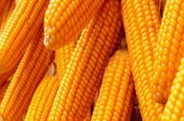 绿糯199玉米栽培技术要点，亩植密度3200株左右