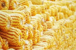 金诚6玉米栽培技术要点，注意防治粗缩病和瘤黑粉病