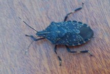 臭虫吃什么，杀虫水乳剂可将其杀死