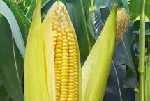 金陇558玉米栽培技术要点，大喇叭口期注意防治玉米螟