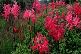 玫瑰石蒜是彼岸花吗，玫瑰石蒜是彼岸花中的一种