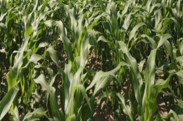 吉林玉米追肥时间，可以选择吉单83、吉农玉1881等