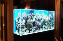 鱼缸爆藻最有效的处理方法，需要充足的光照、富养的水体等