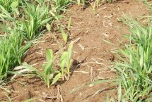 睿德317玉米栽培技术要点，适宜播种期5月下旬至6月中旬