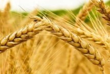 晋麦108号小麦栽培技术要点，适宜播期9月下旬至10月上旬
