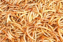 养殖黄粉虫有销路吗，利润可观但市场已经趋向饱和