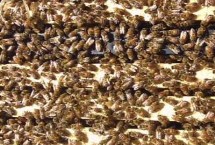 双王群春繁的注意事项，初有进蜜时巢箱里每只蜂王留2脾