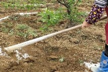 磷肥的作用，分为水溶性磷肥、弱酸溶性磷肥和难溶性磷肥