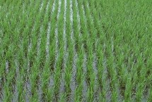 佳稻10水稻栽培技术要点，叶瘟表现中抗