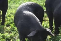 黑毛猪的品种特性，一斤需要30-50元左右