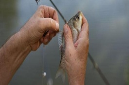 台钓鲫鱼子线要多长，根据鱼情、季节、钓法等决定