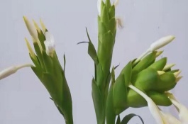 姜花插瓶里怎么养的久，喜欢生长在温暖偏高温的环境中