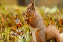 松鼠可以活多久，能活5-10年