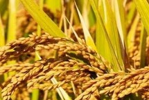 新粳糯1号水稻栽培技术要点，南疆直播栽培4月下旬播种