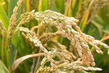 悦两优钰占水稻栽培技术要点，秧田播种量每亩10.0千克