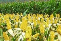 鲁星702玉米栽培技术要点，播种时可带种肥30千克左右