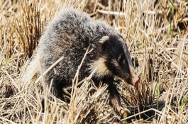 猪獾吃什么食物，外形、科属和分布均不同