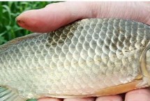 鲫鱼打窝用什么饵料，一般可饲喂动物性饲料