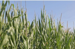 临玉3号玉米栽培技术要点，注意防治丝黑穗病