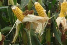 金黄99玉米栽培技术要点，出苗至成熟114～148天