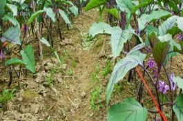 哪些农作物适合在六七月份种植，常见花生、茄子、黄瓜等品种