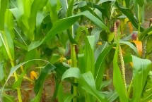 玉米叶卷起来是什么原因，缺水、水涝、缺锌、缺硫等都会导致