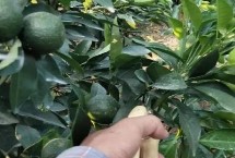 怎么正确地放梢，会导致果实长不大甚至引起落果