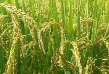 珍两优17水稻栽培技术要点，一般4月下旬至5月上旬播种