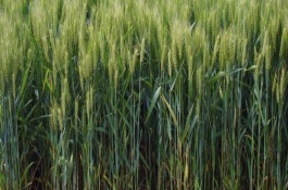 罗麦8号小麦栽培技术要点，在适宜播期内