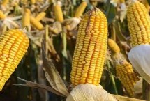 先玉2051玉米栽培技术要点，基肥应每亩施复合肥50千克