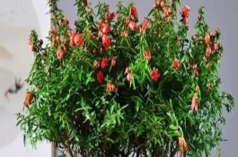 石榴花什么时候剪枝，使用比较浅的花盆来养殖