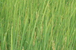 银丰优9802水稻栽培技术要点，全生育期111天