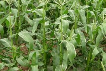 金优99玉米栽培技术要点，宜播期6月10日－20日