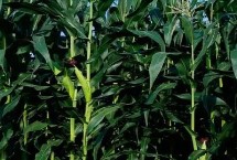 泽玉906玉米栽培技术要点，一般4月下旬至5月上旬播种