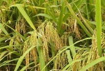 瑞优2117水稻栽培技术要点，每亩有效穗数15.2万穗