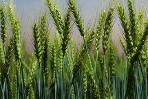 金麦517小麦栽培技术要点，足墒播种