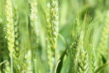 长糯麦1号小麦栽培技术要点，抗病性鉴定为中抗赤霉病