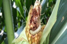 玉米粘虫防治用什么杀虫剂效果好，轮作倒茬、清洁田园可减少初侵染源