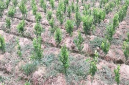 吉豆4号大豆栽培技术要点，中抗大豆灰斑病